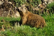 15 Bella marmotta allo zoom